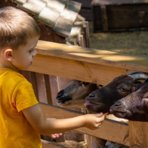 Fermepedagogique, chevres alpines, proximité, ferme à taille humaine